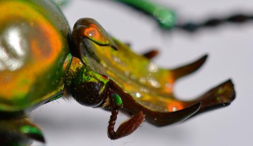 Taurhina longiceps iturica